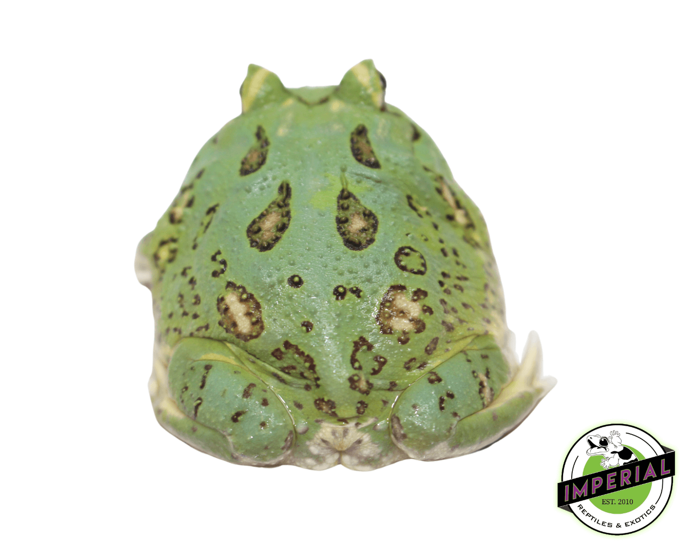 Matcha Pacman Frog Baby — image 2