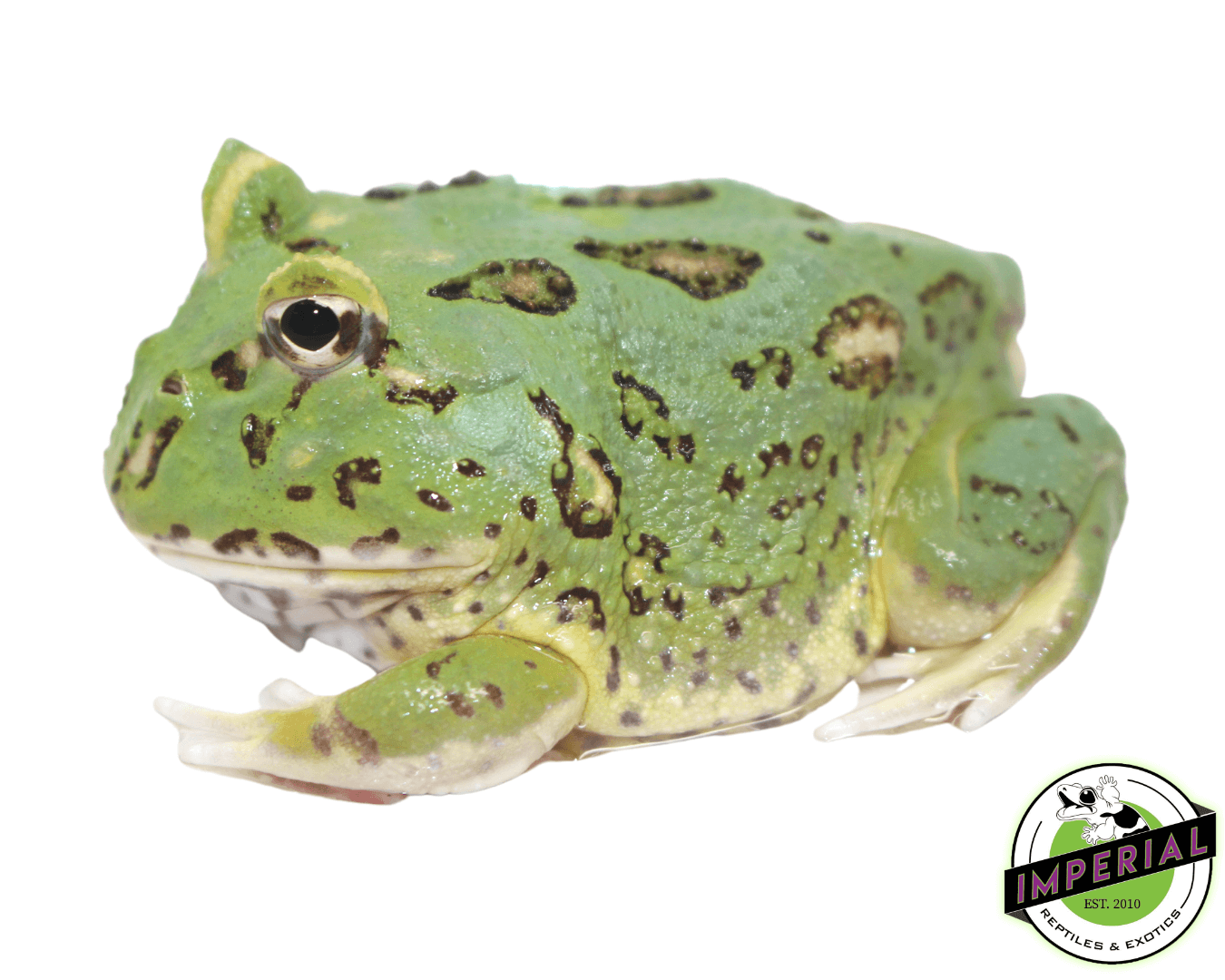 Matcha Pacman Frog Baby