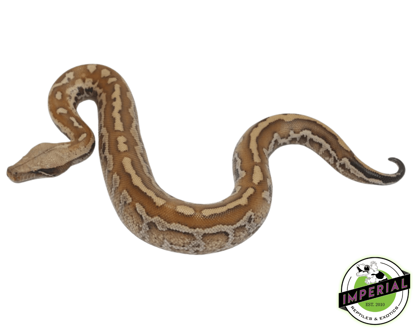 Matrix Blood Python