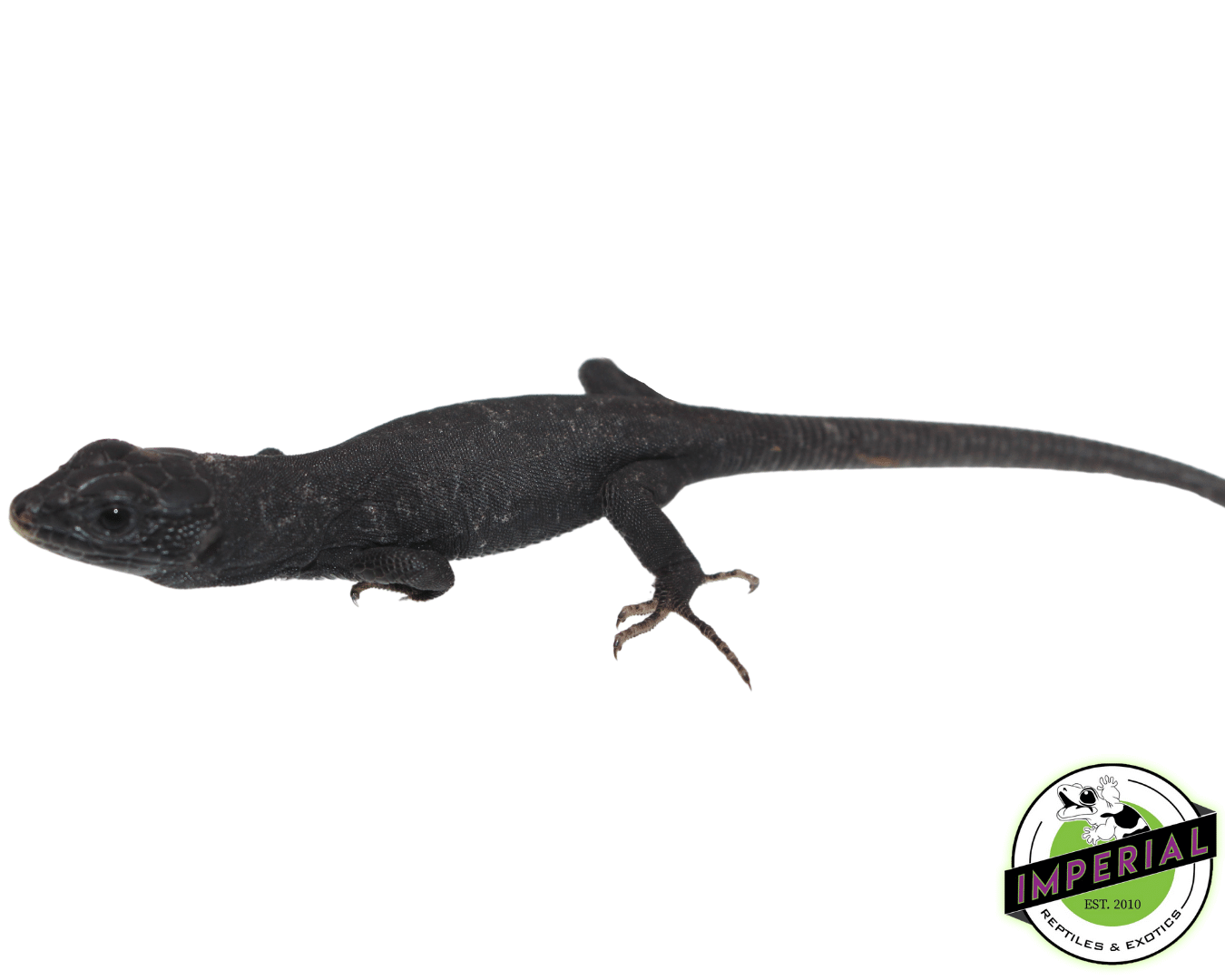 Melanistic Jeweled Lacerta