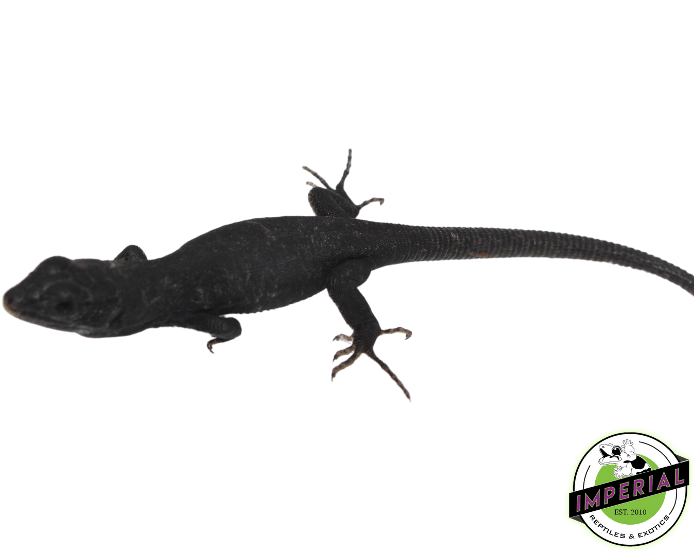 Melanistic Jeweled Lacerta — image 3