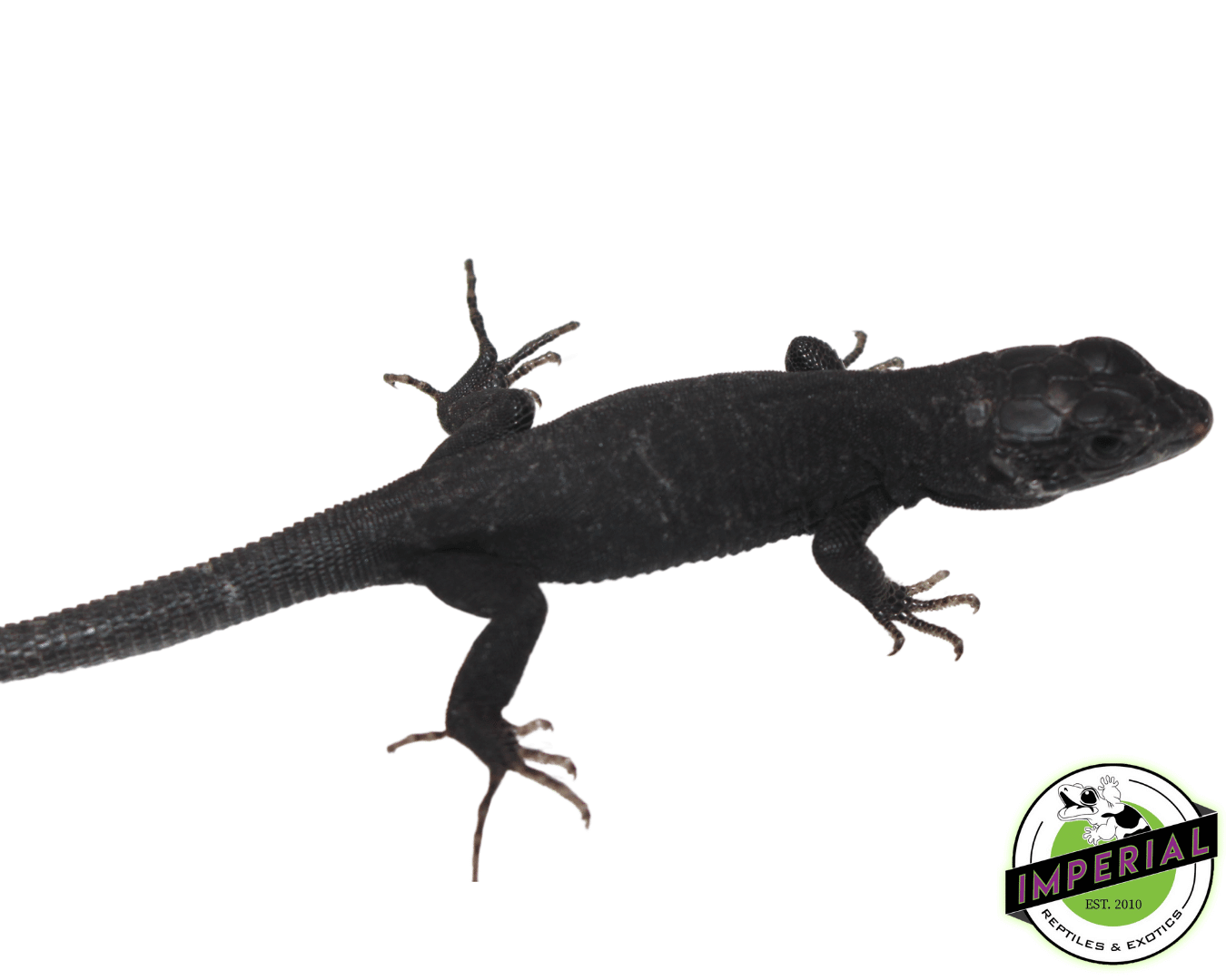 Melanistic Jeweled Lacerta — image 2
