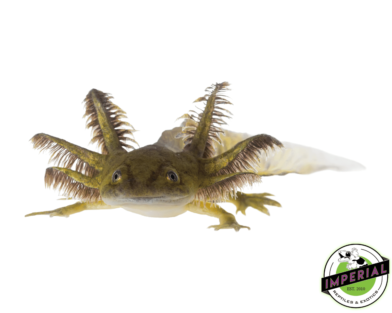 Melanoid Axolotl (3-4")