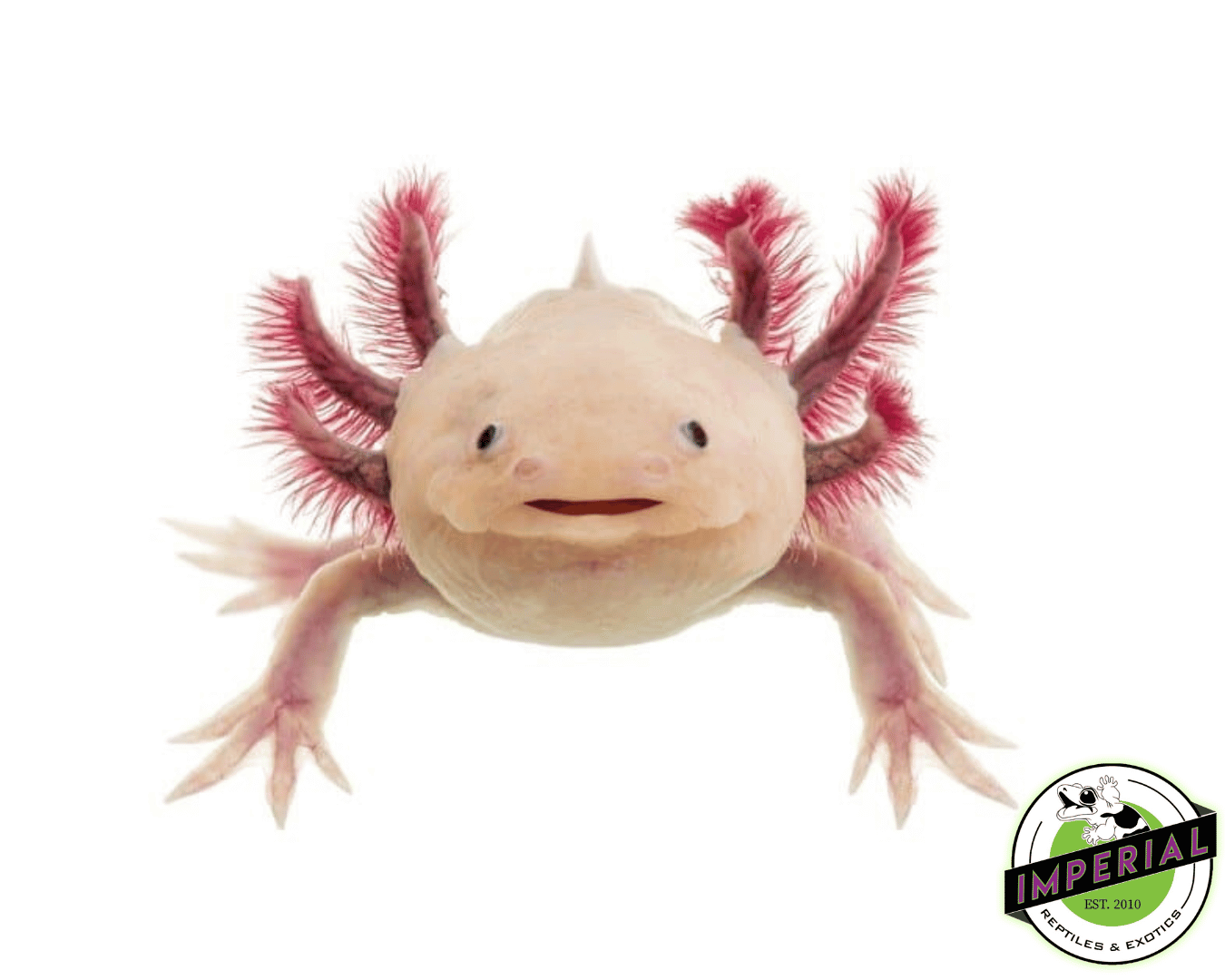 Melanoid Leucistic Axolotl (4-5")