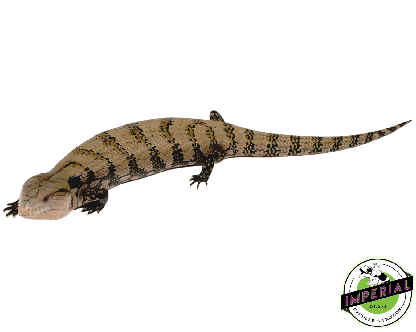 Merauke Blue Tongue Skink Adult — image 2