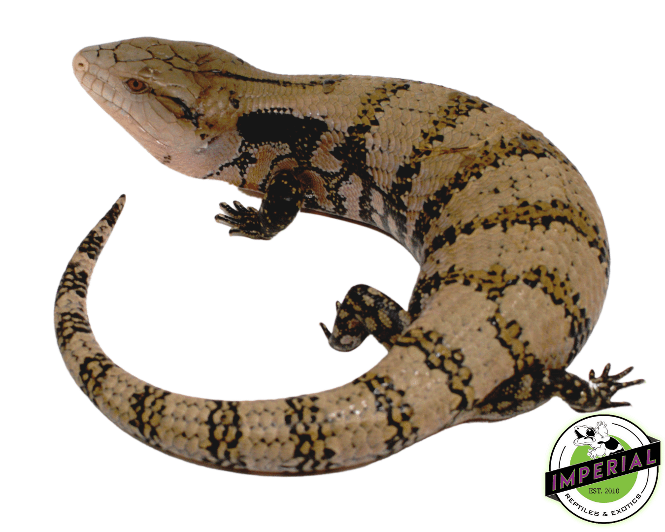 Merauke Blue Tongue Skink Adult