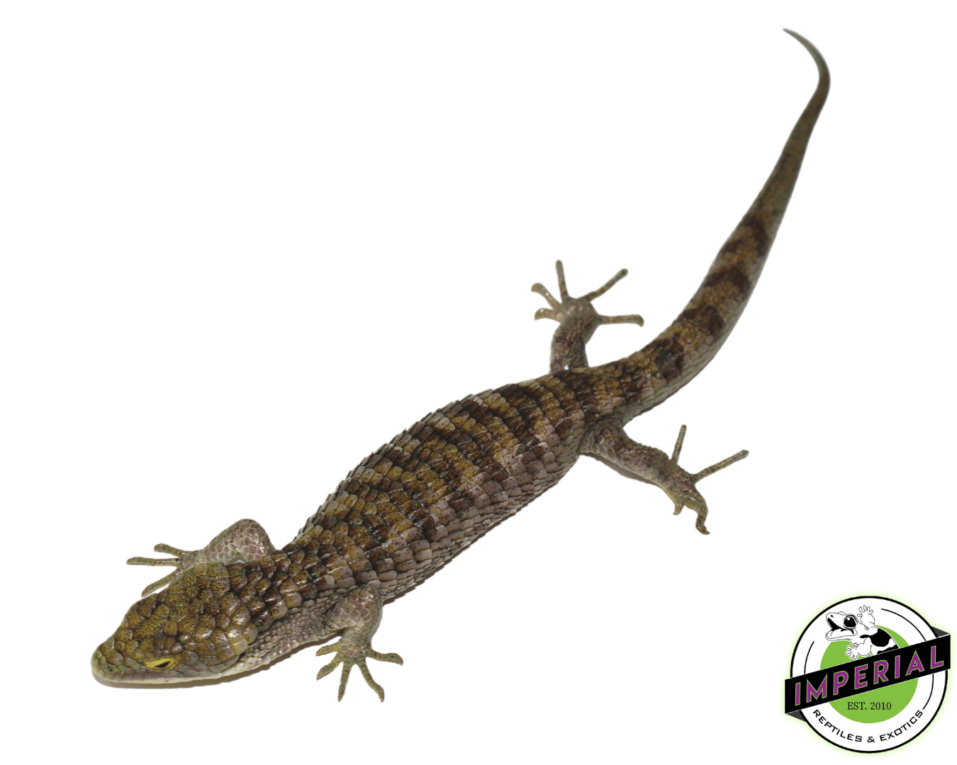 Mexican Alligator Lizard (Abronia graminea) — image 3
