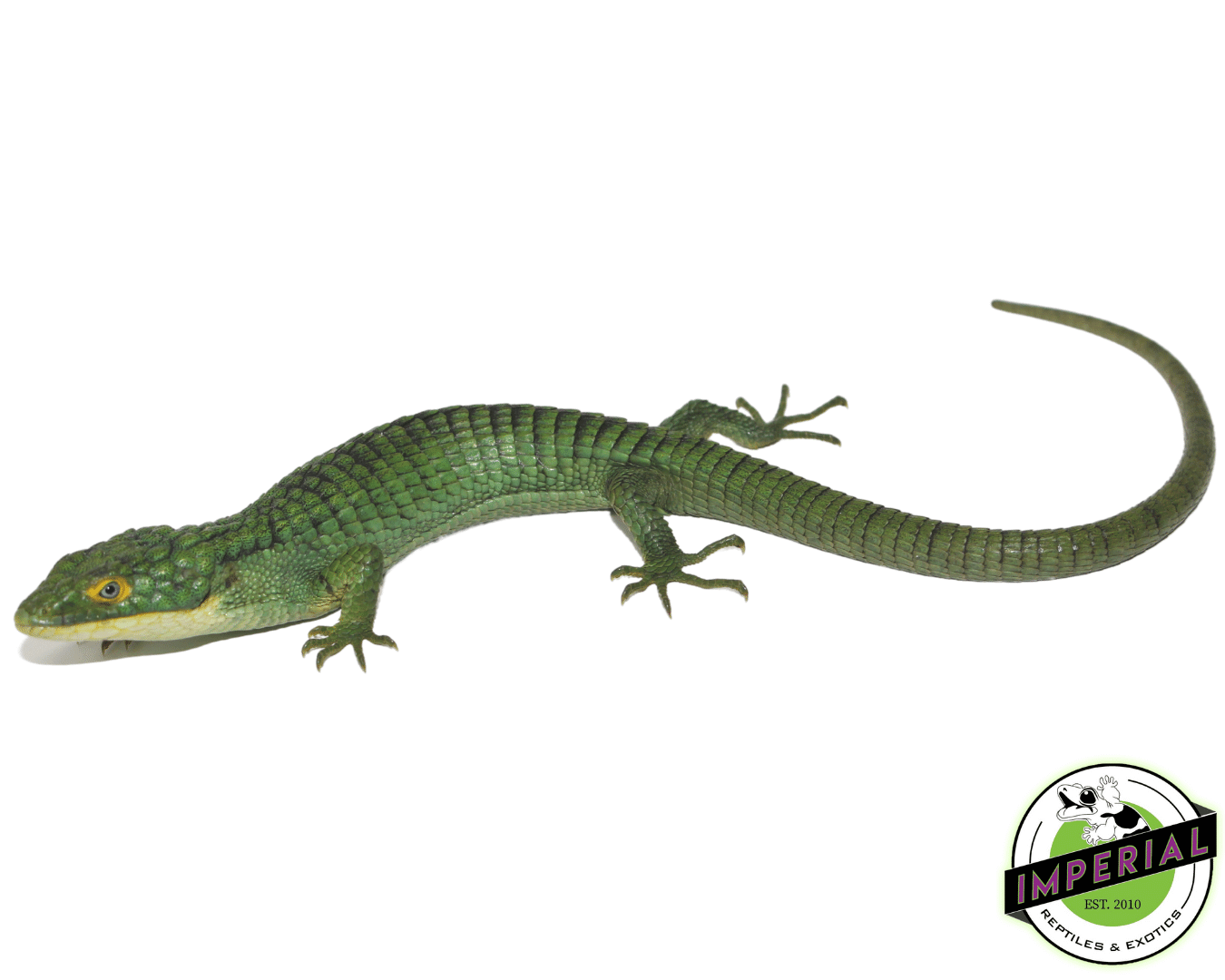 Mexican Alligator Lizard (Abronia graminea)