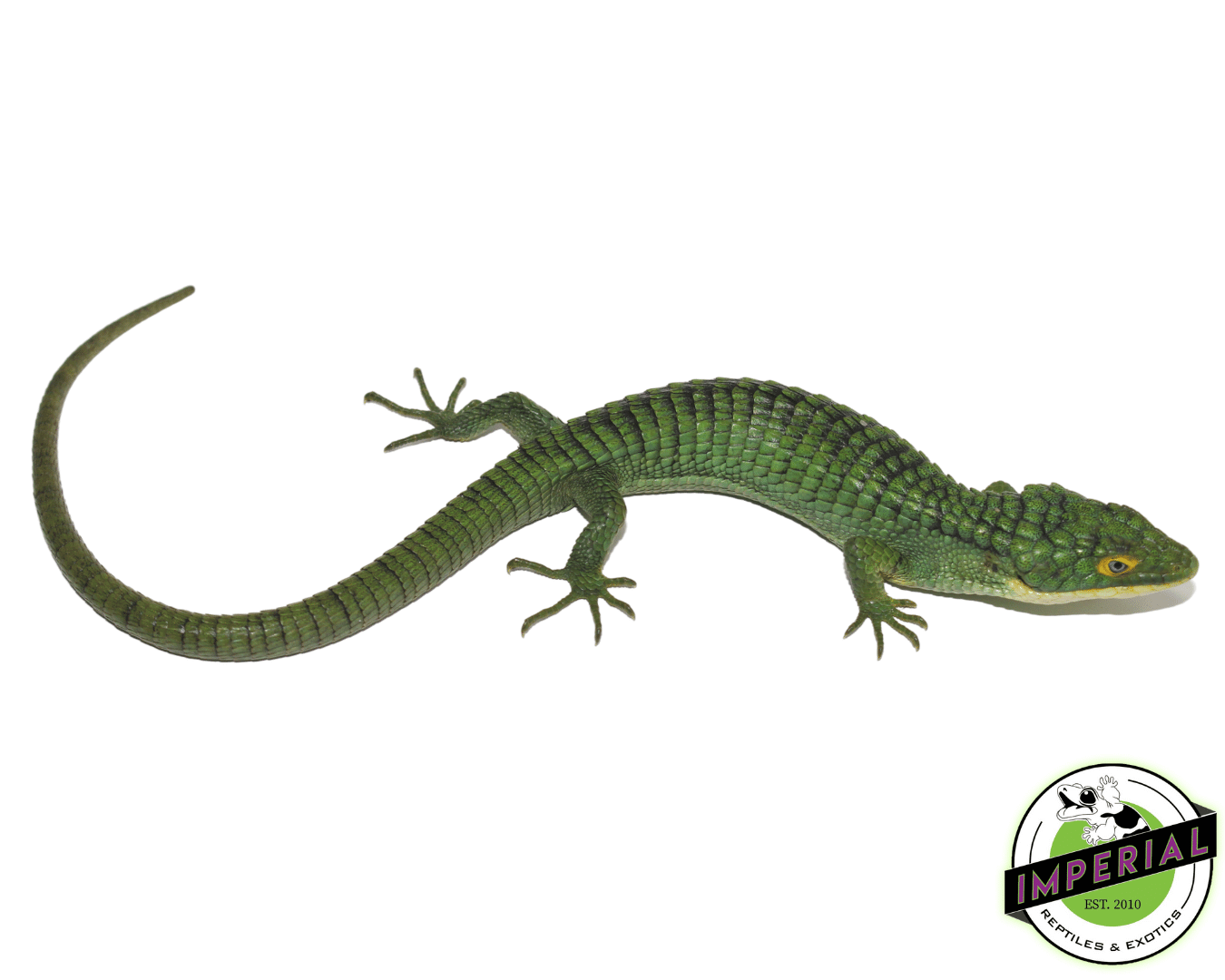 Mexican Alligator Lizard (Abronia graminea) — image 2