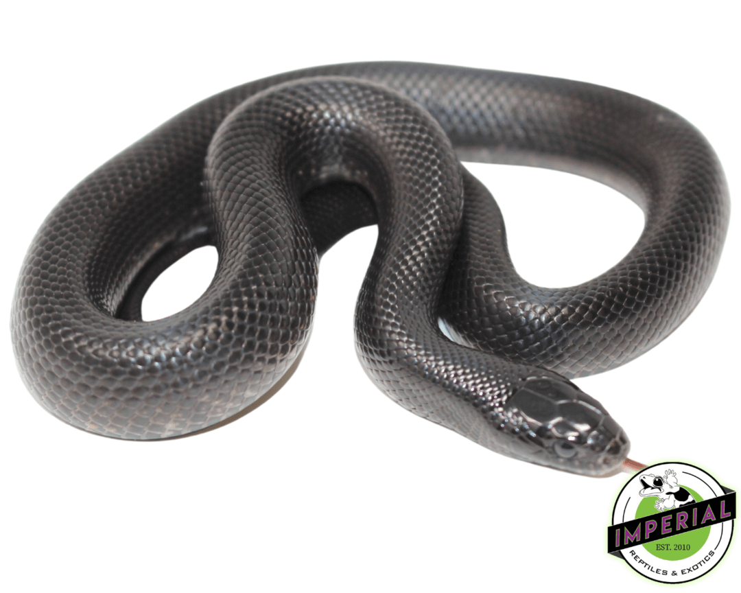 Mexican Black Kingsnake Baby — image 3