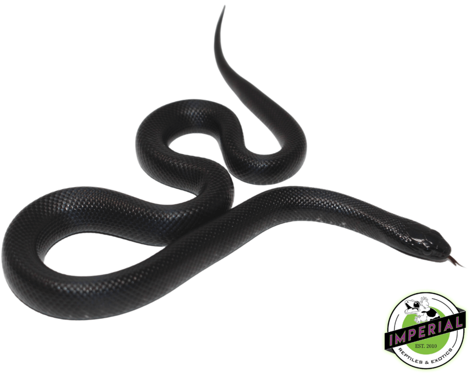 Mexican Black Kingsnake Baby