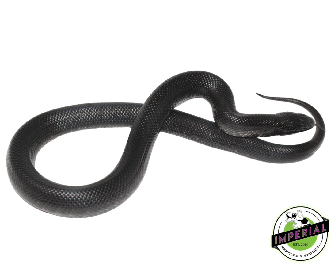 Mexican Black Kingsnake Baby — image 2