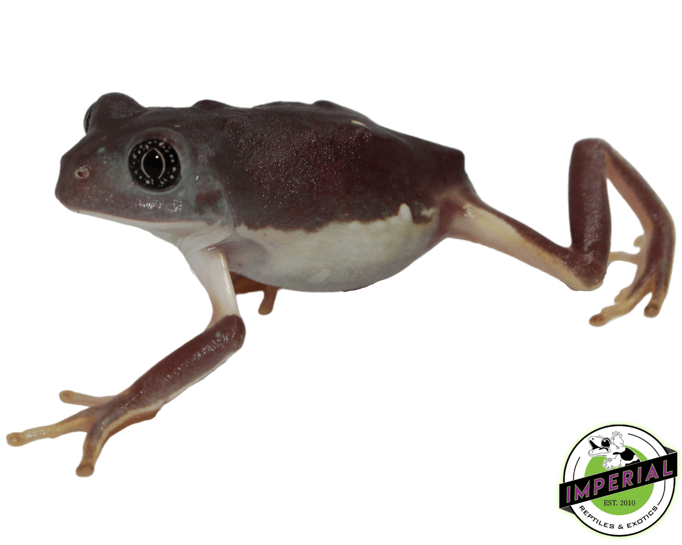 Mexican Leaf Frog — image 2