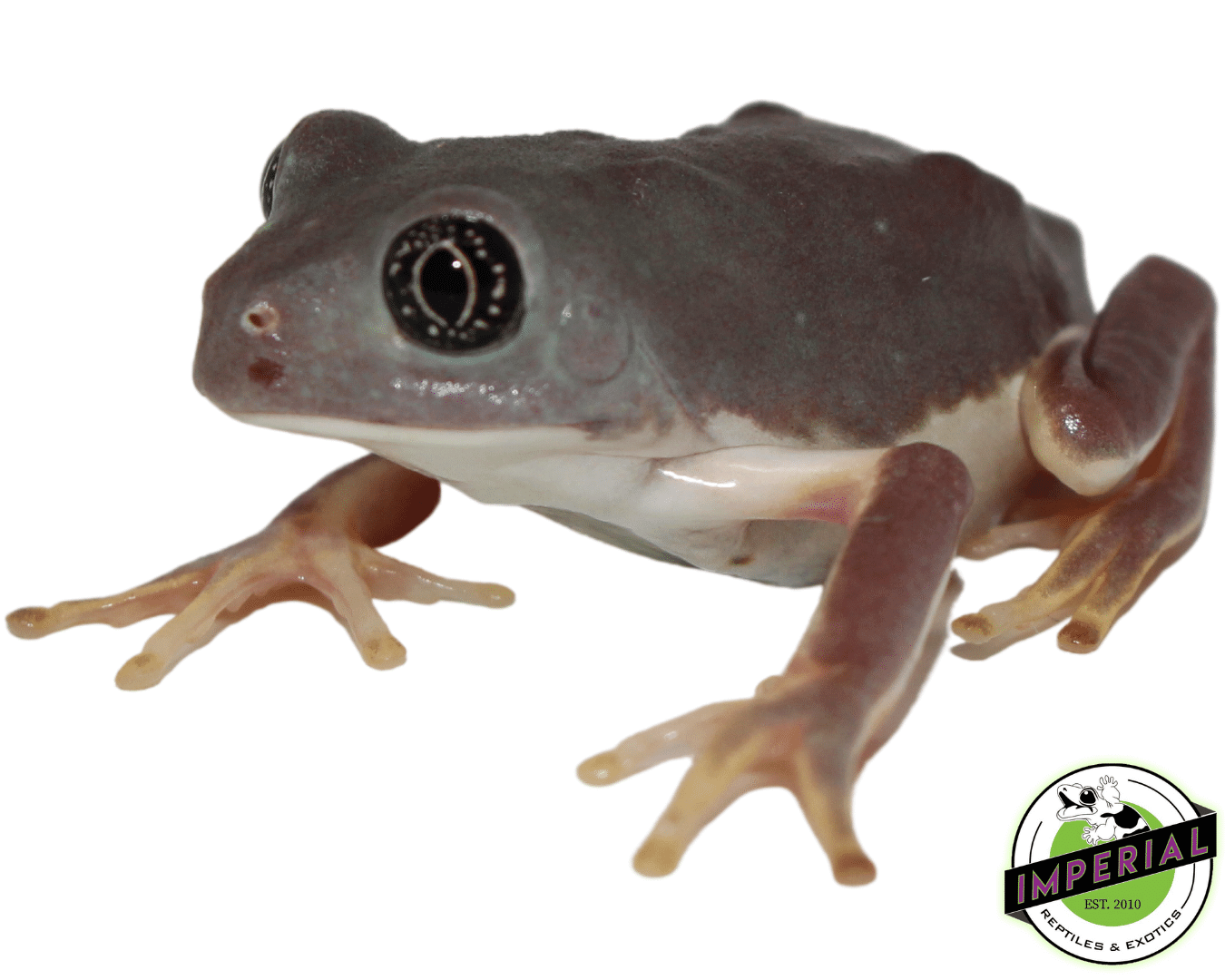 Mexican Leaf Frog