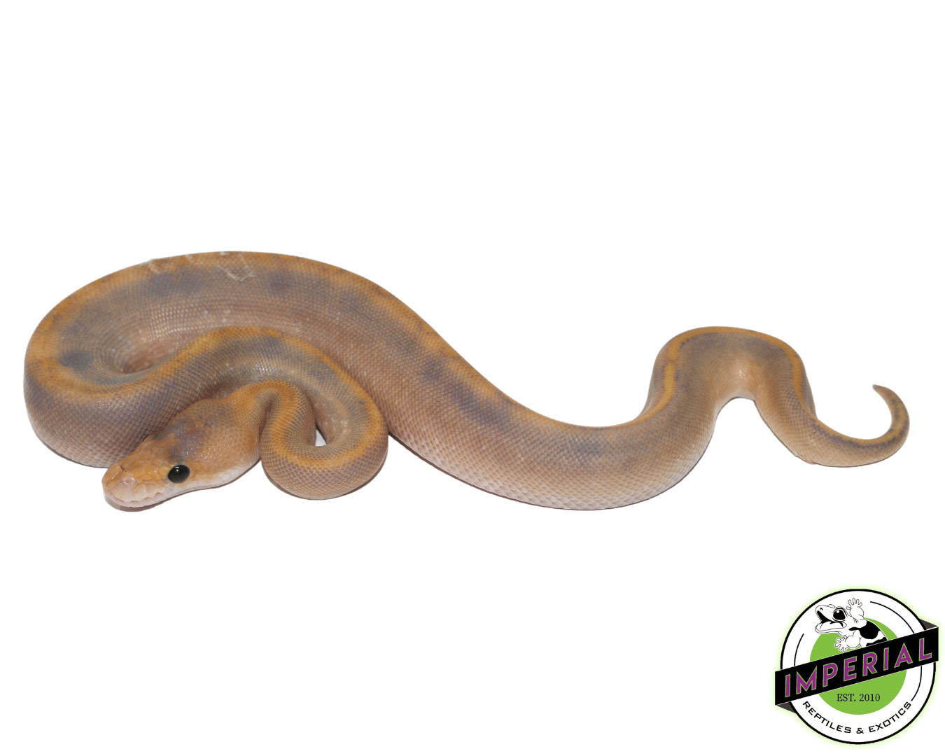 Mimosa Ball Python Baby — image 2