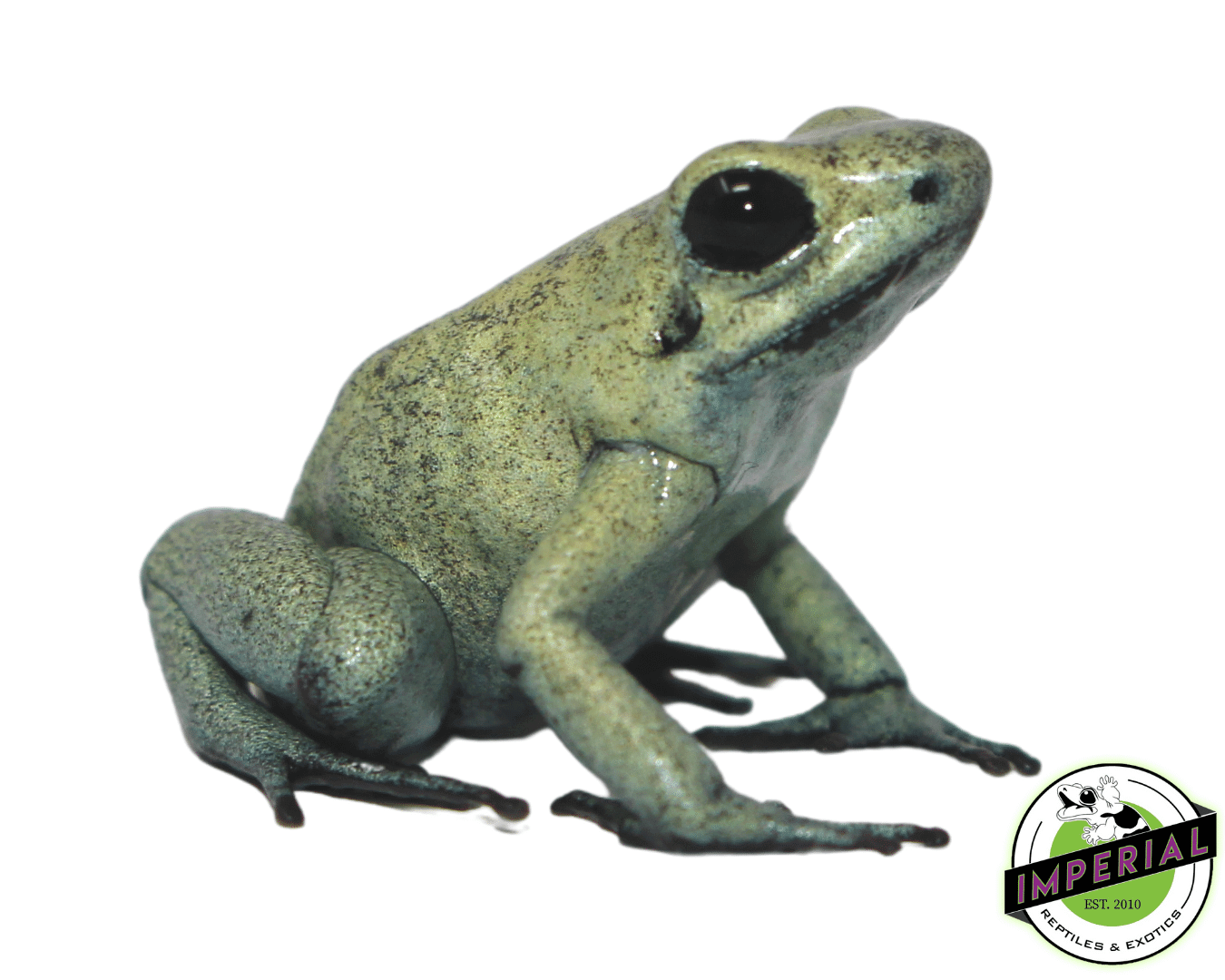 Mint Dart Frog (Phyllobates terribilis)