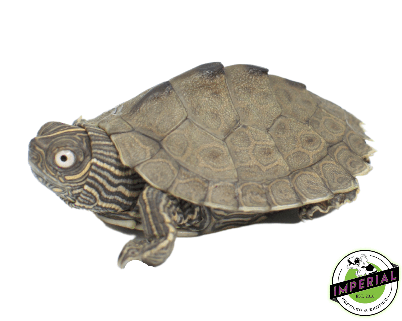 Mississippi Map Turtle Baby