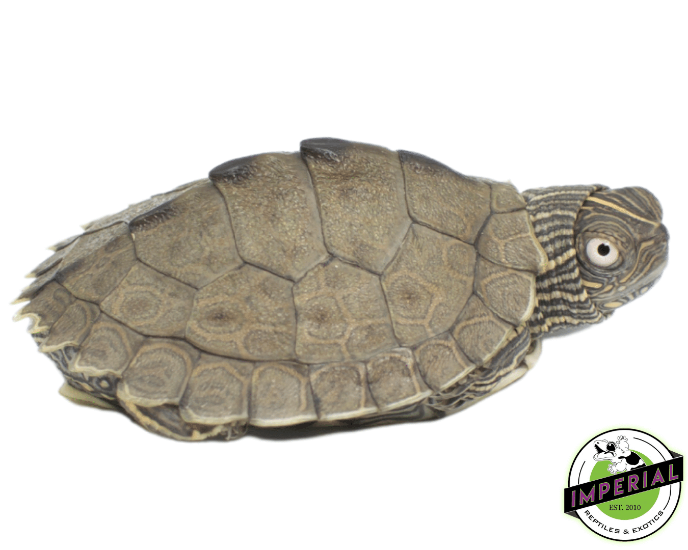 Mississippi Map Turtle Baby — image 2