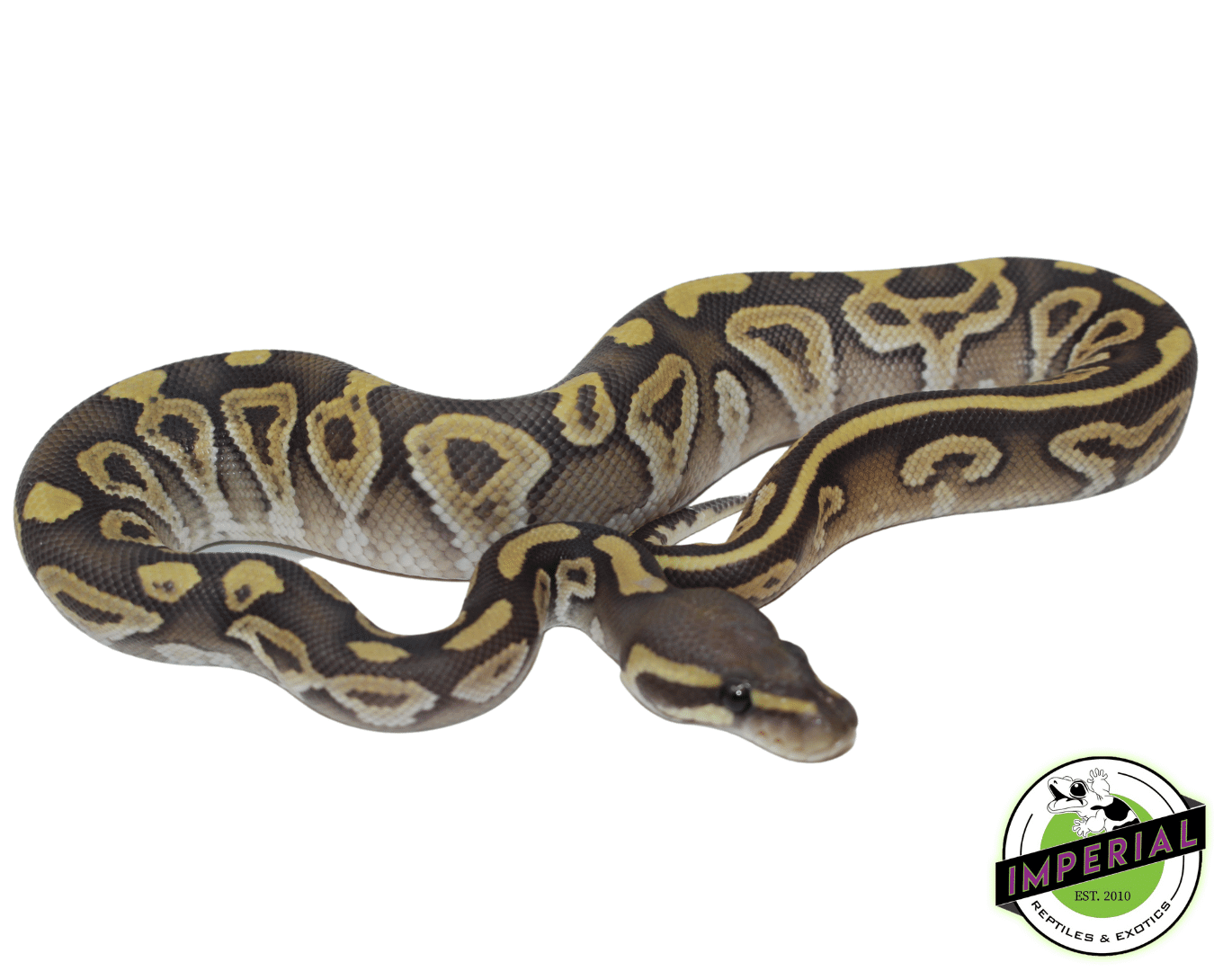 Mojave Ghost Ball Python Baby — image 2