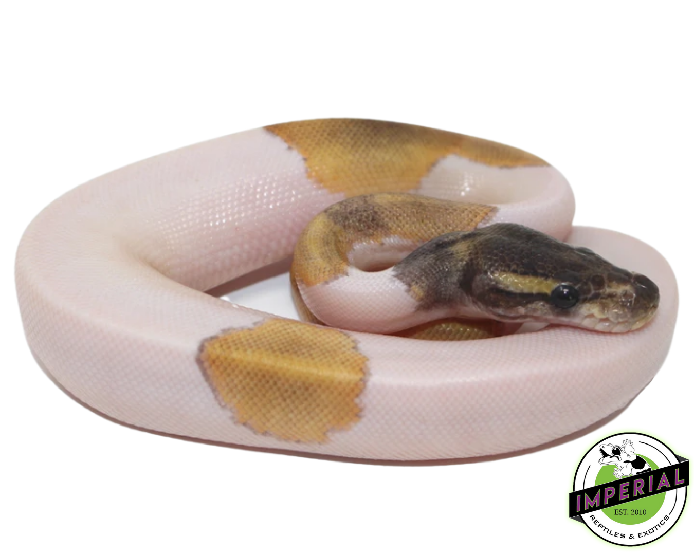 Mojave Piebald