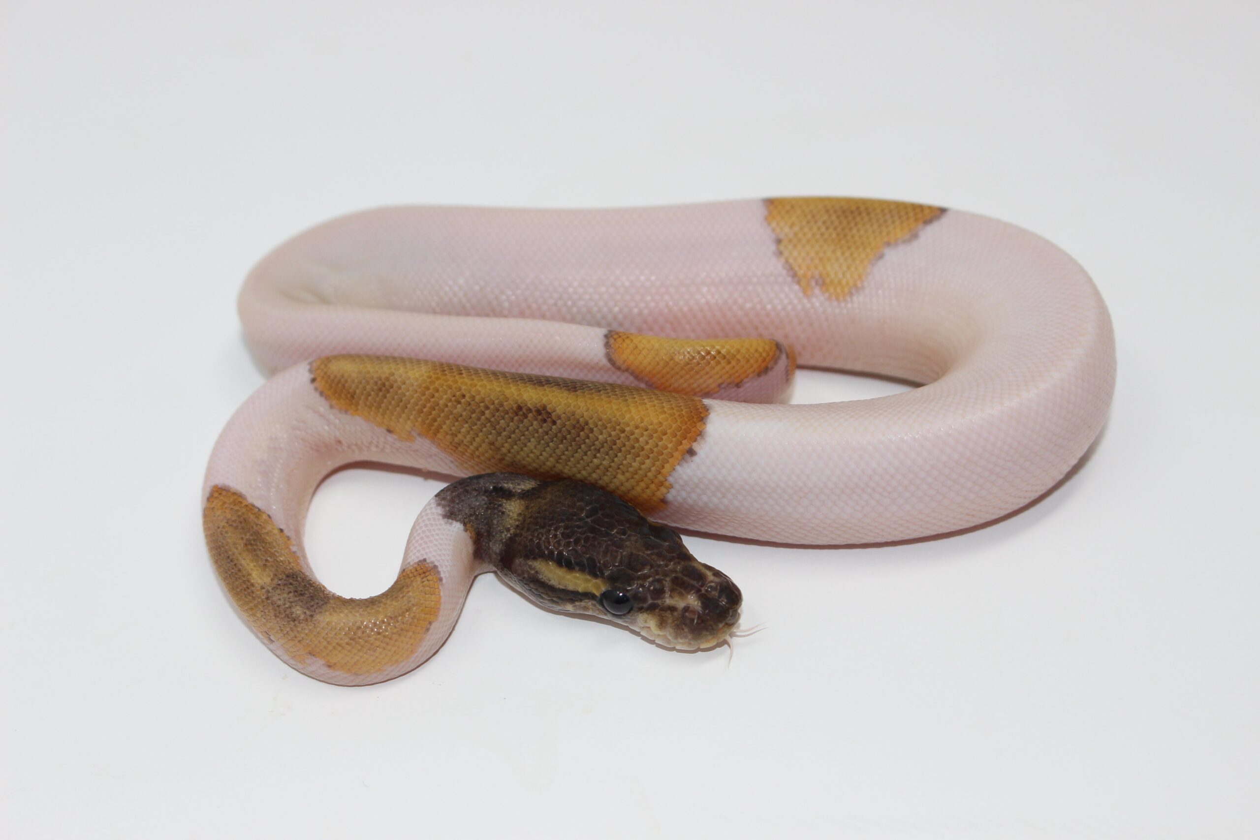 Mojave Piebald — image 2