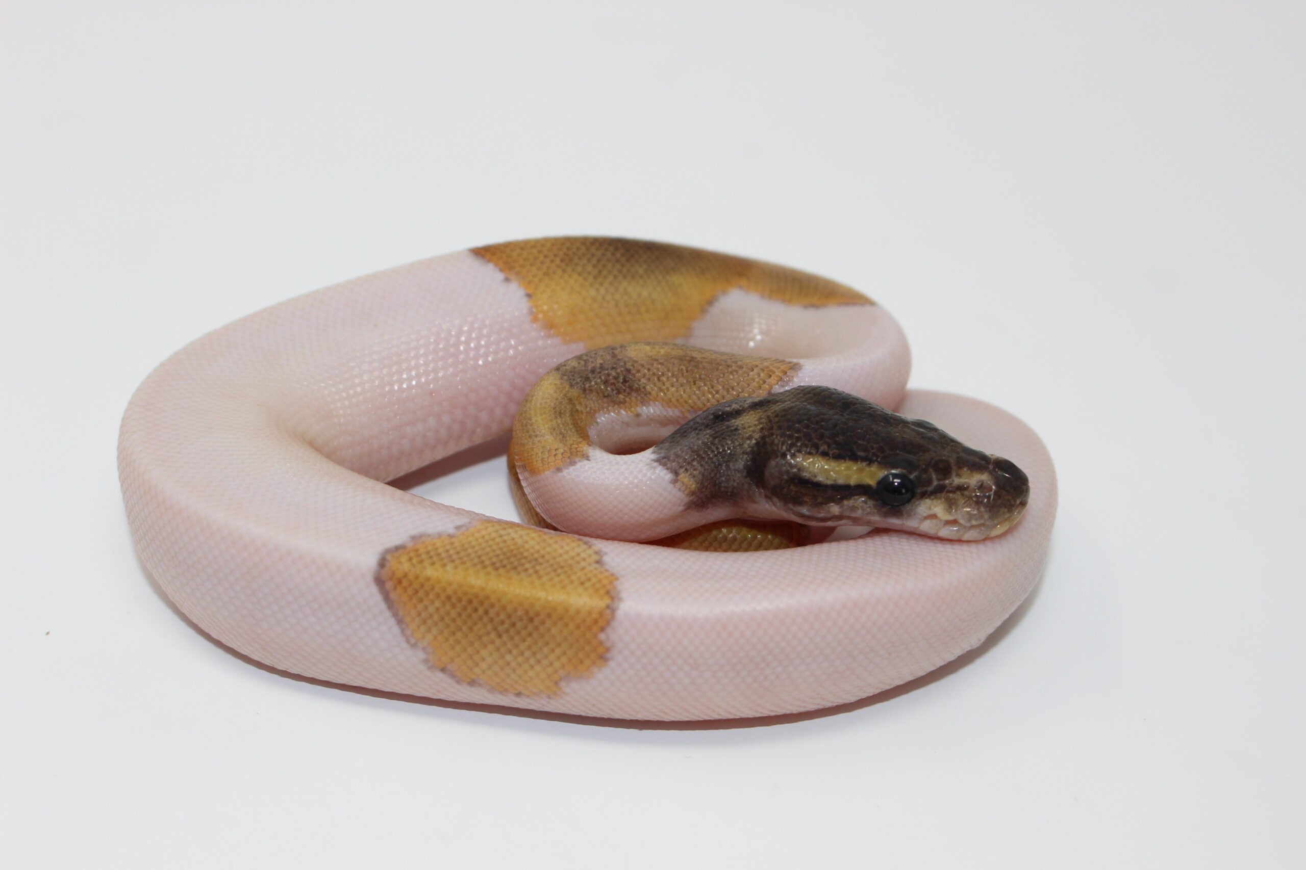 Mojave Piebald — image 3