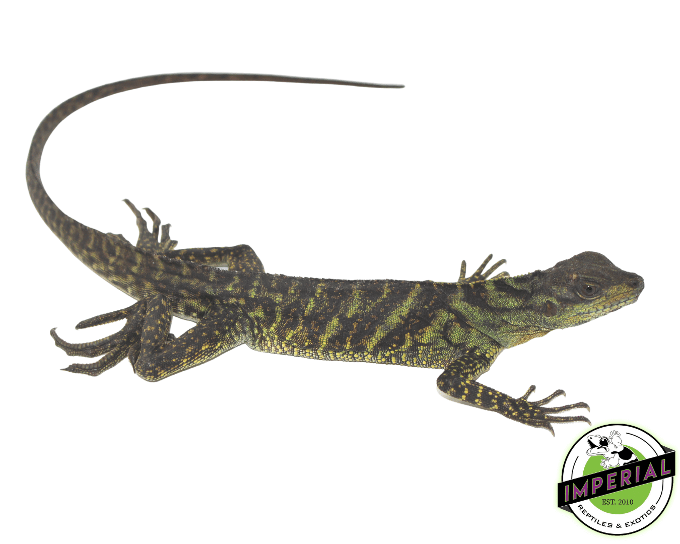 Moluccan Sailfin Dragon (Hydrosaurus amboinensis)