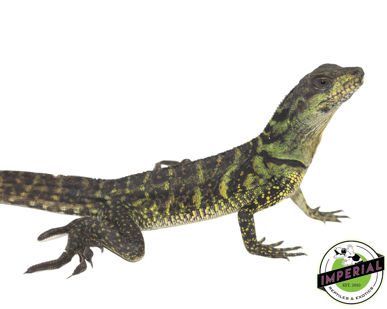 Moluccan Sailfin Dragon (Hydrosaurus amboinensis) — image 2