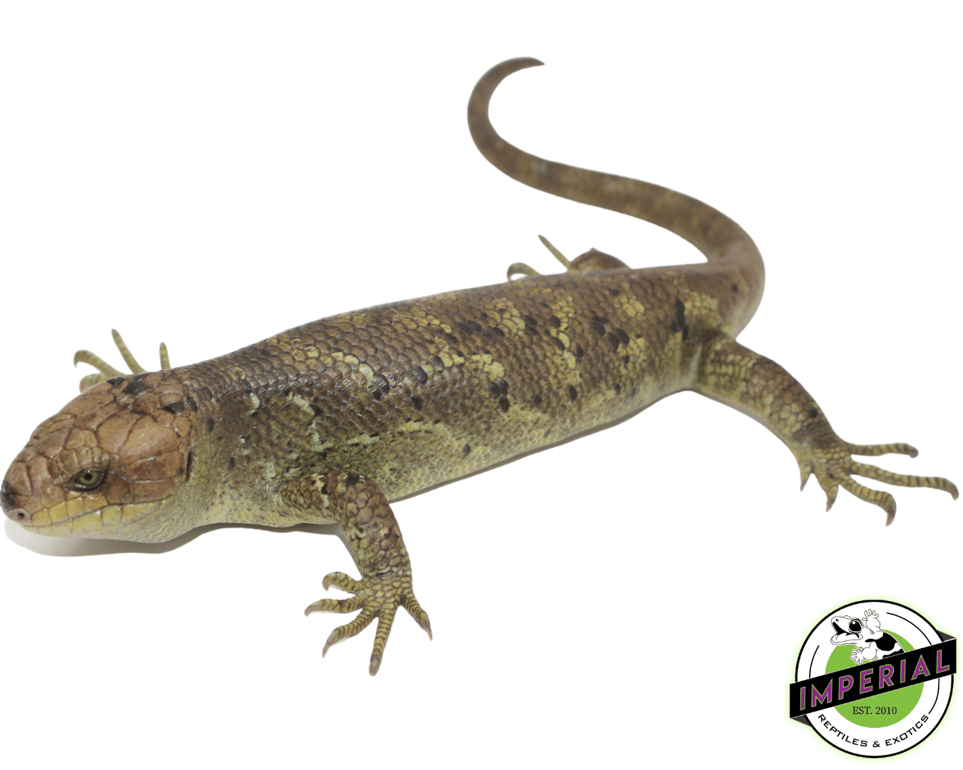 Monkey Tail Skink Baby