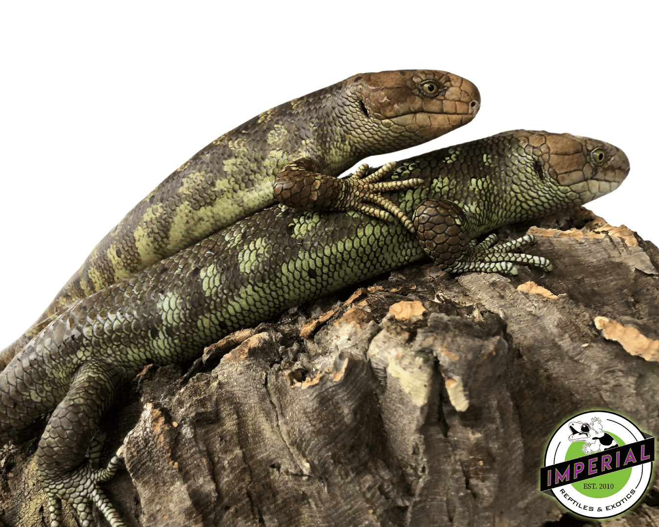 Monkey Tail Skink Baby — image 3