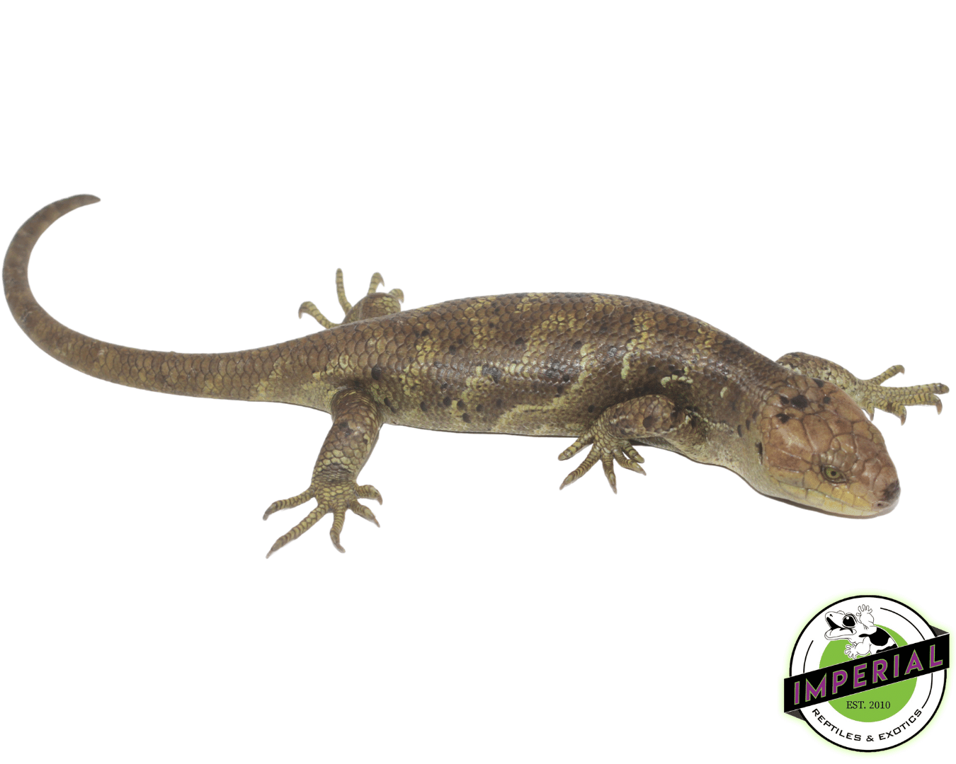 Monkey Tail Skink Baby — image 2