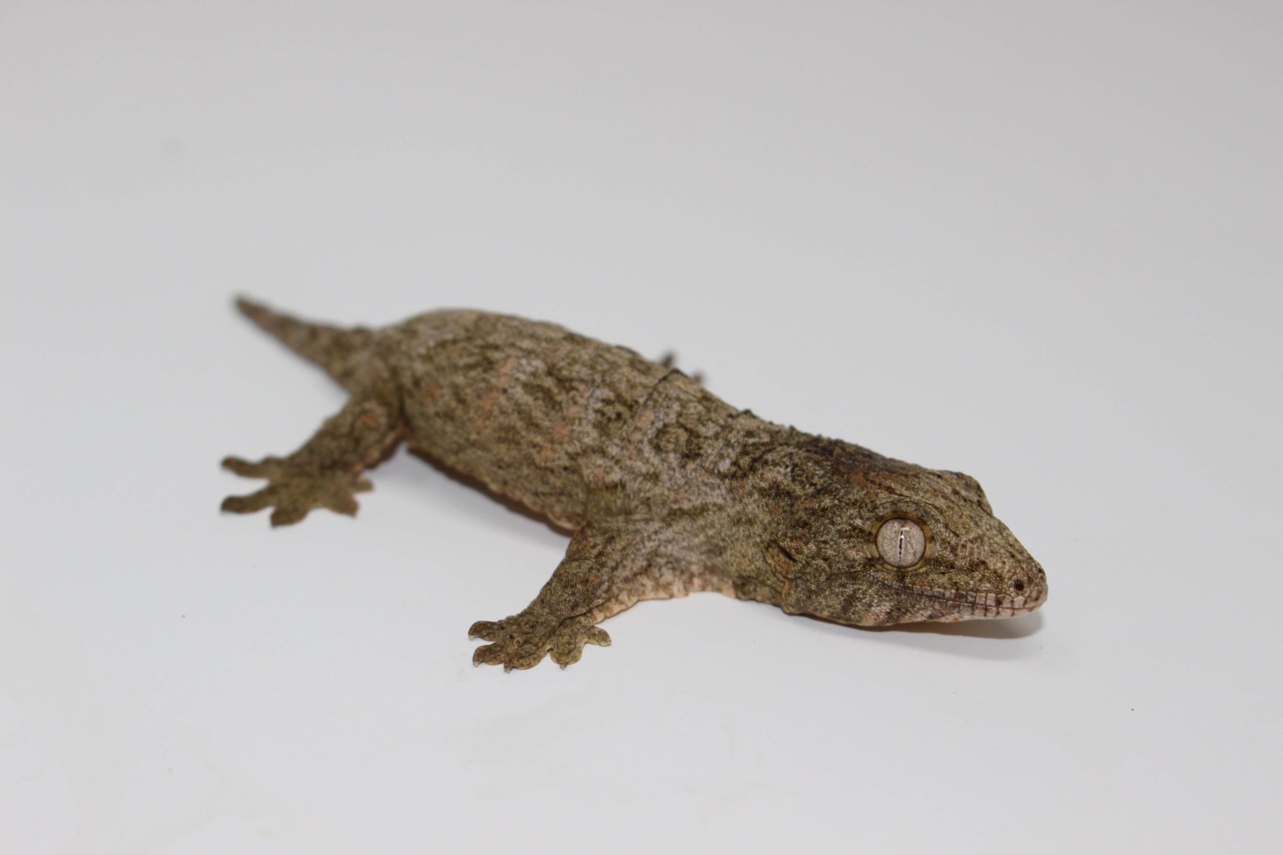 Moro Leachianus Gecko Baby — image 2