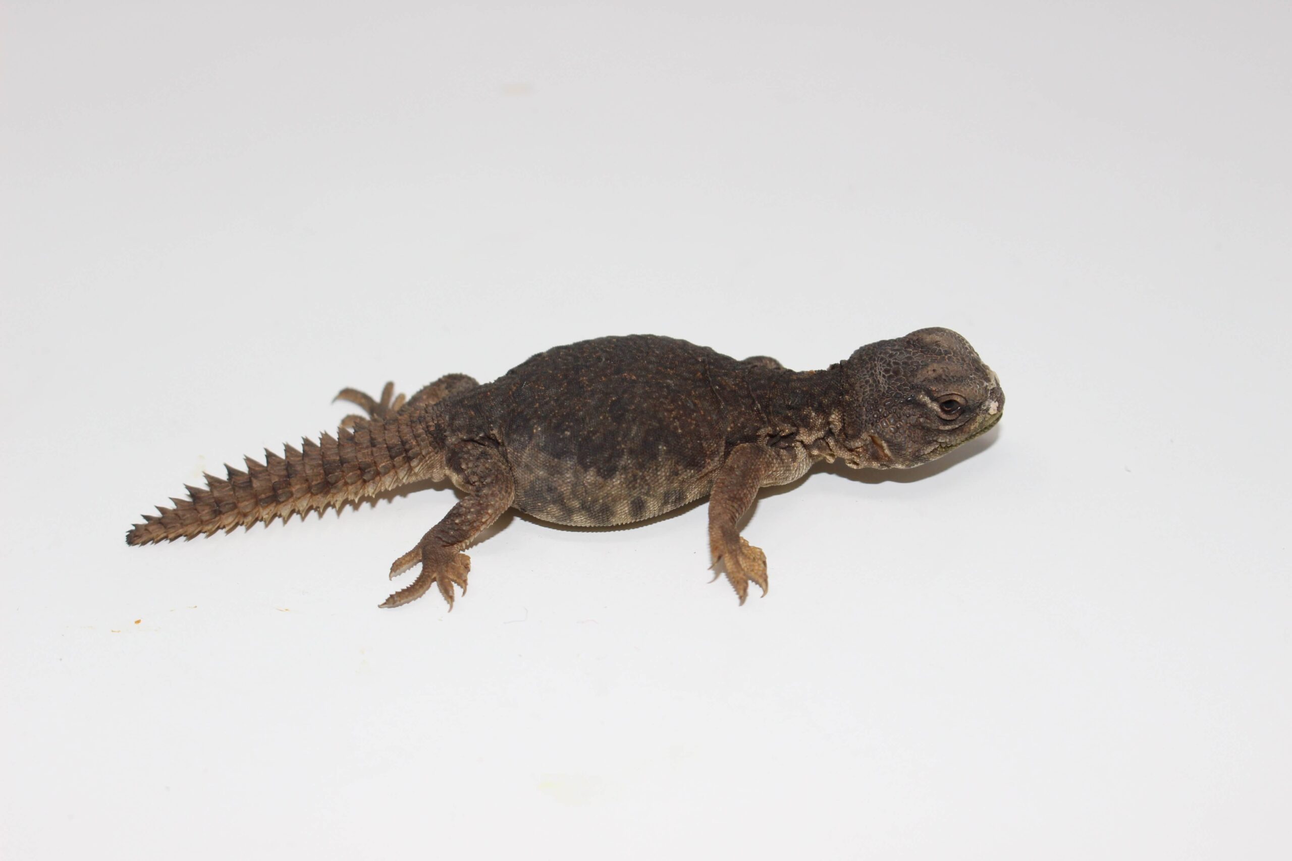Moroccan Uromastyx Baby — image 3