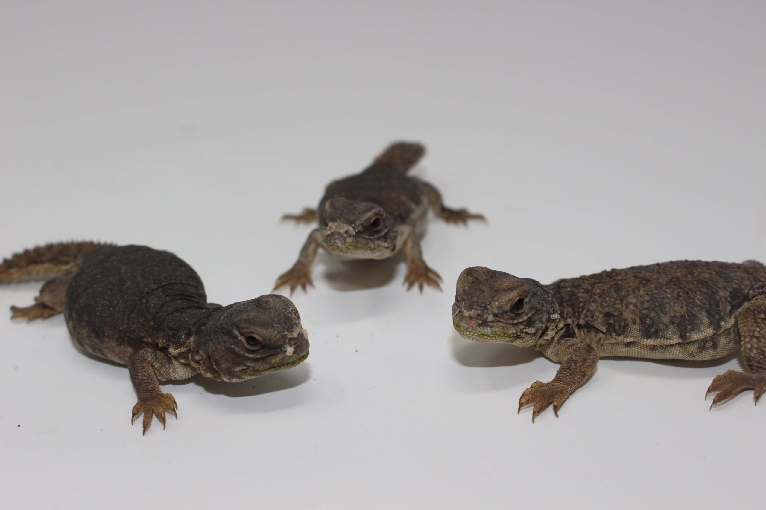 Moroccan Uromastyx Baby — image 2