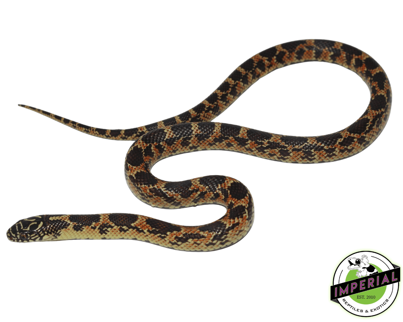 Mosaic Florida Kingsnake — image 2
