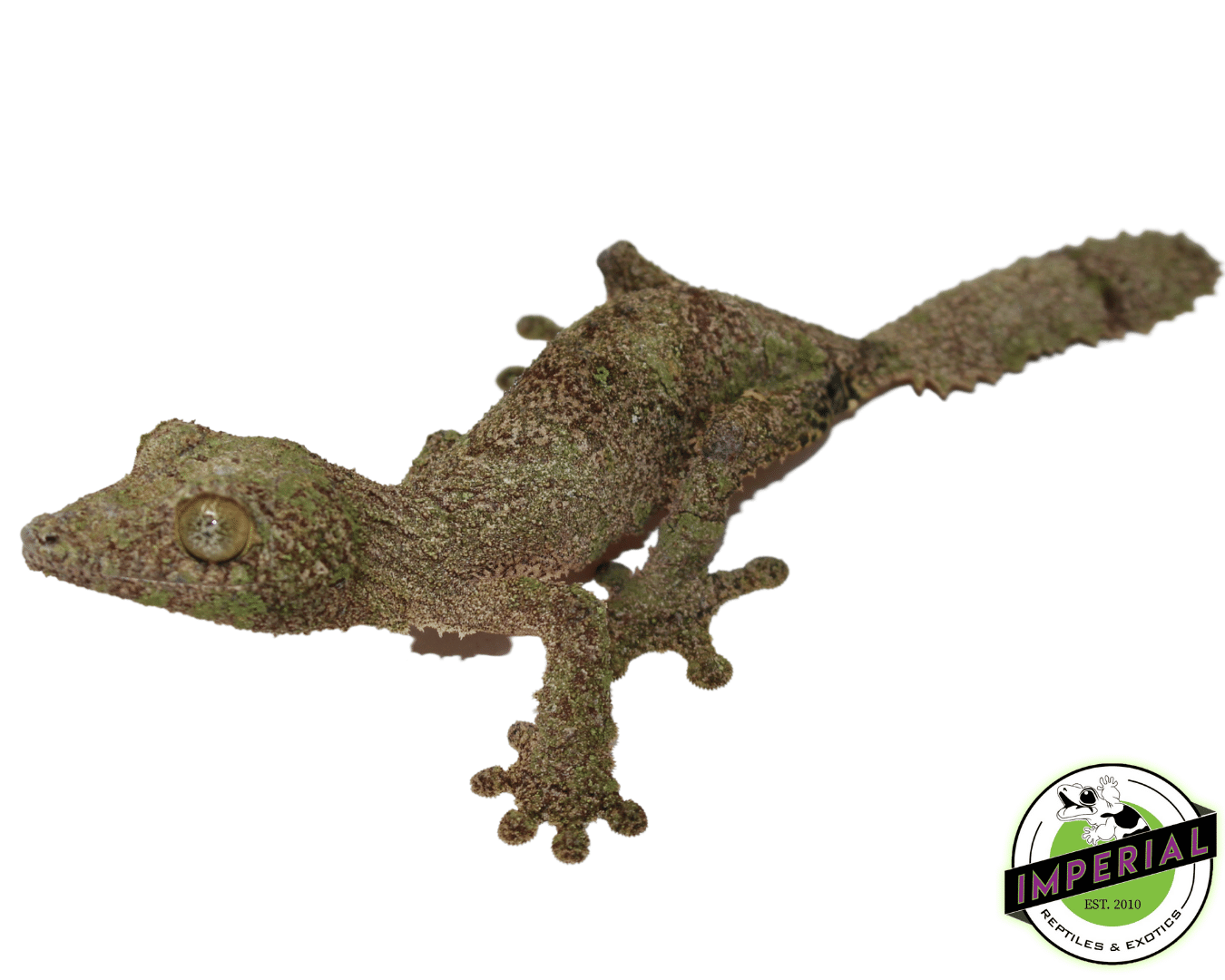 Mossy Leaf Tail Gecko (Uroplatus sikorae) — image 2