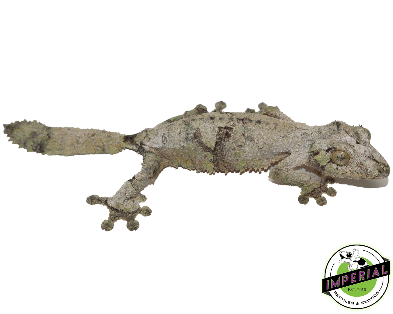 Mossy Leaf Tail Gecko (Uroplatus sikorae) — image 3