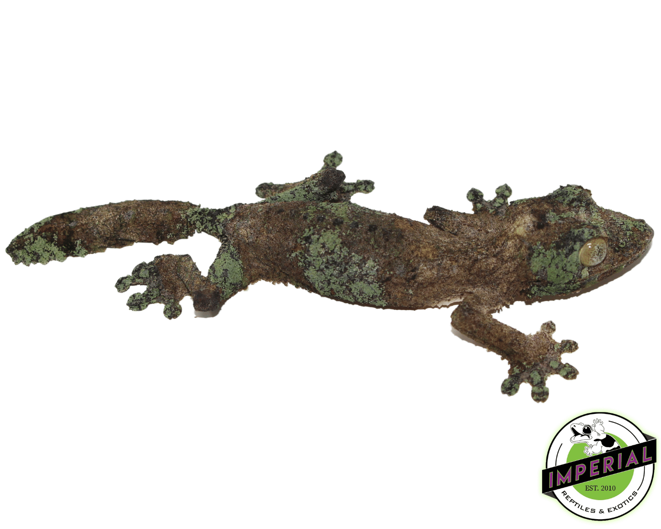 Mossy Leaf Tail Gecko (Uroplatus sikorae)