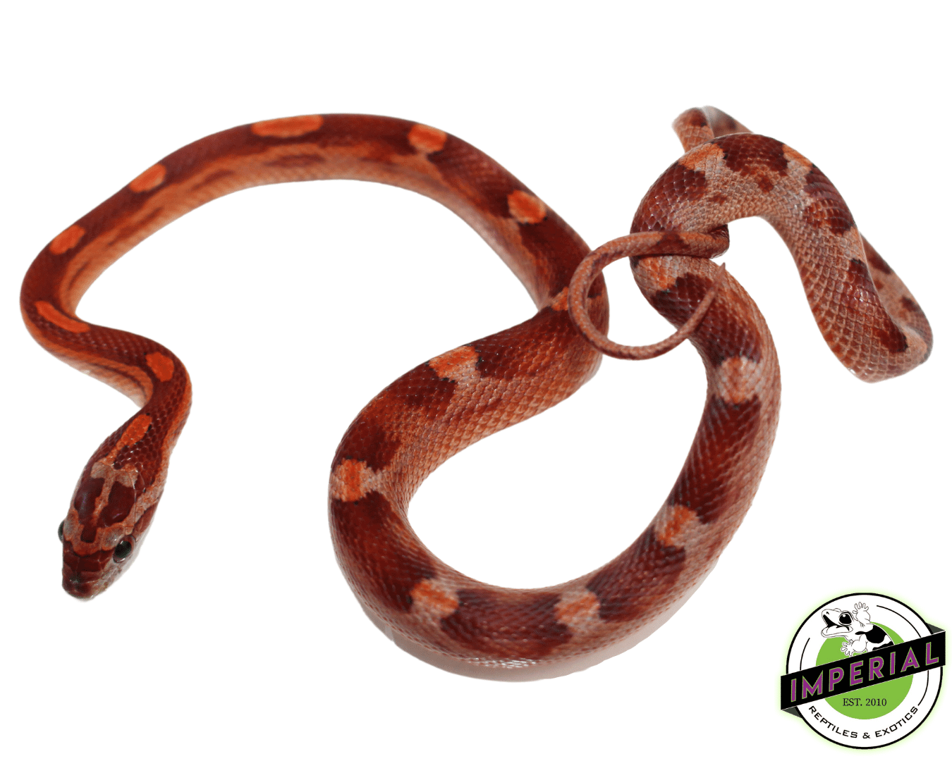 Motley Corn Snake