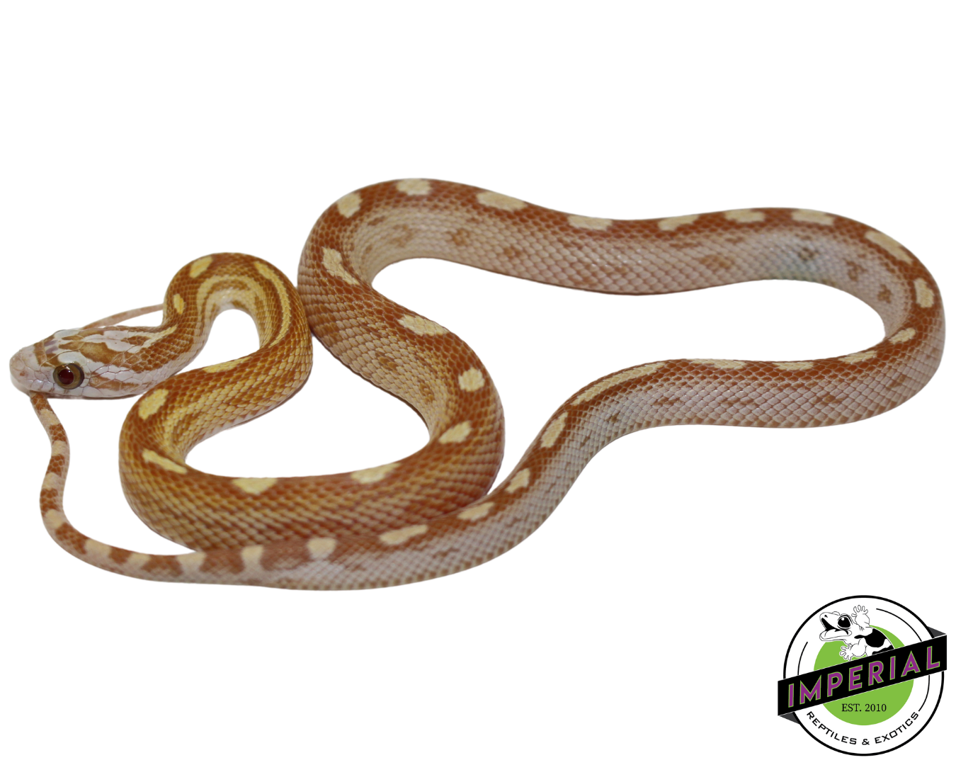 Motley Gold Dust Corn Snake Baby — image 2
