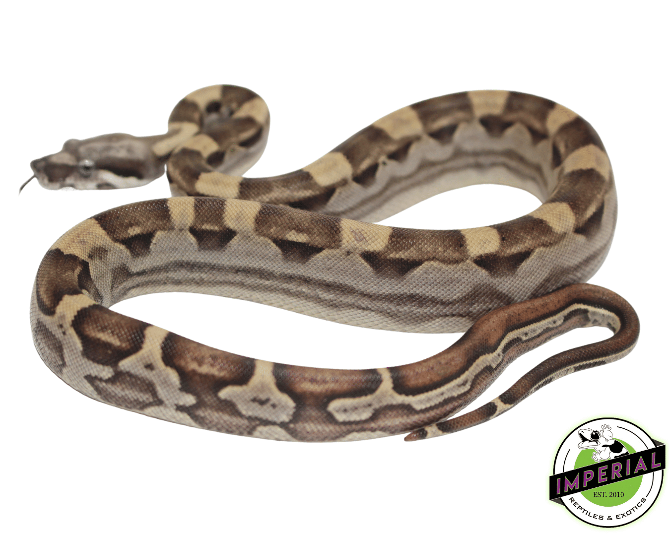 Motley Het Anery Colombian Boa — image 2