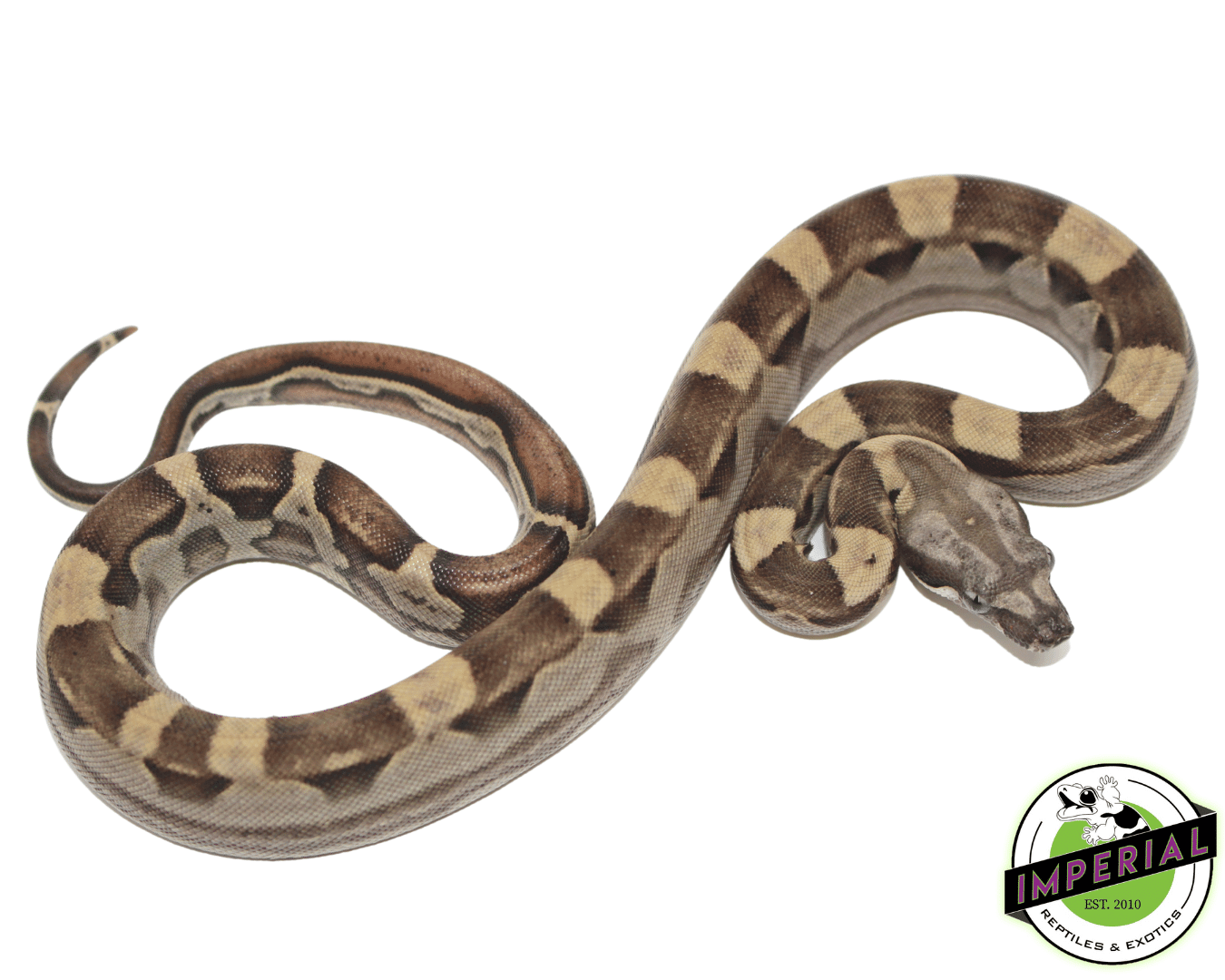 Motley Het Anery Colombian Boa