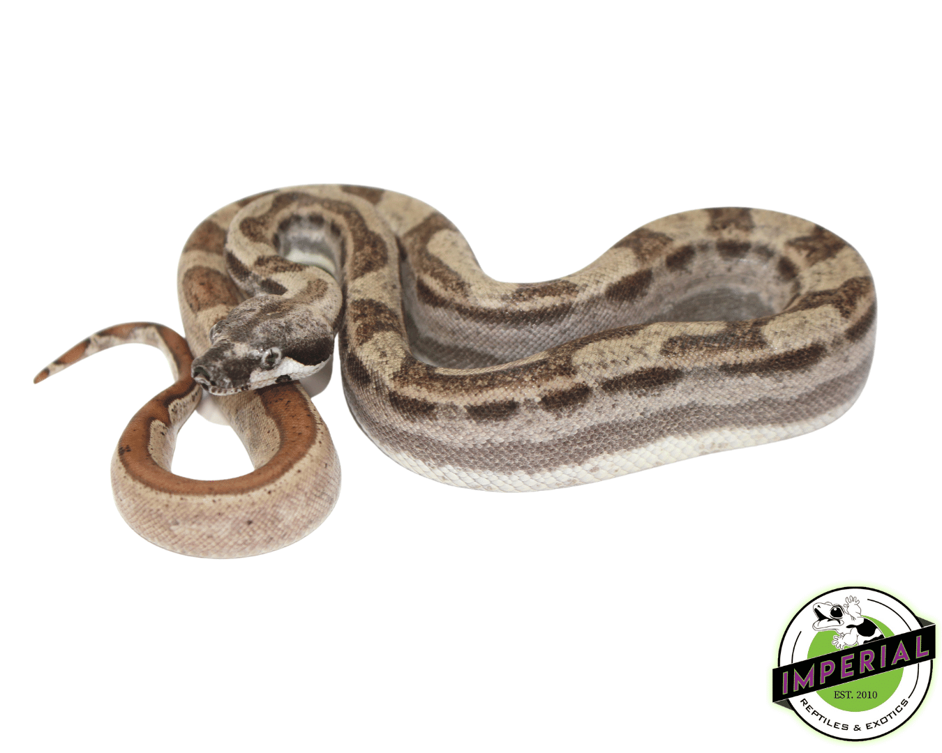 Motley Hypo Colombian Boa Baby