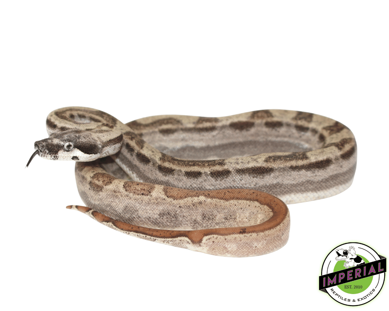 Motley Hypo Colombian Boa Baby — image 2