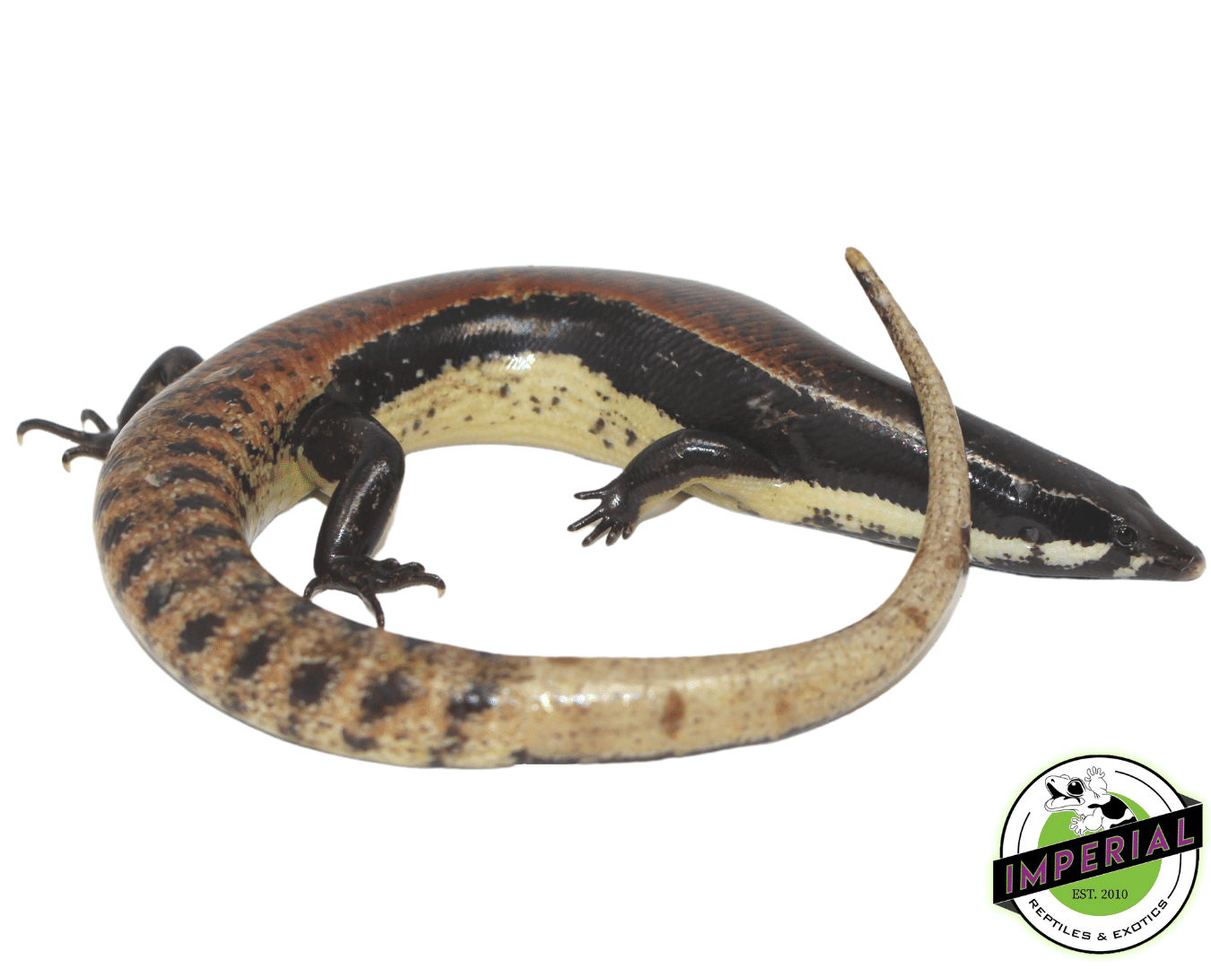 Mueller’s Skink
