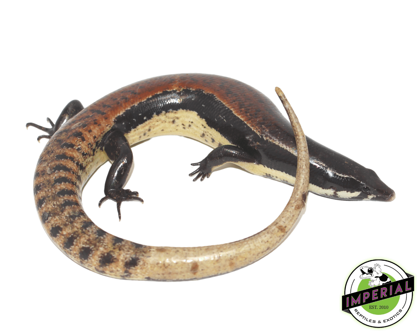 Mueller’s Skink — image 2