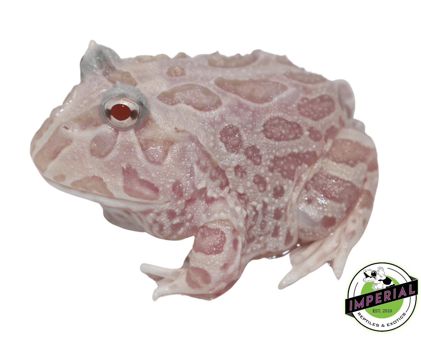 Mutant Pacman Frog "Pink Snow" — image 2