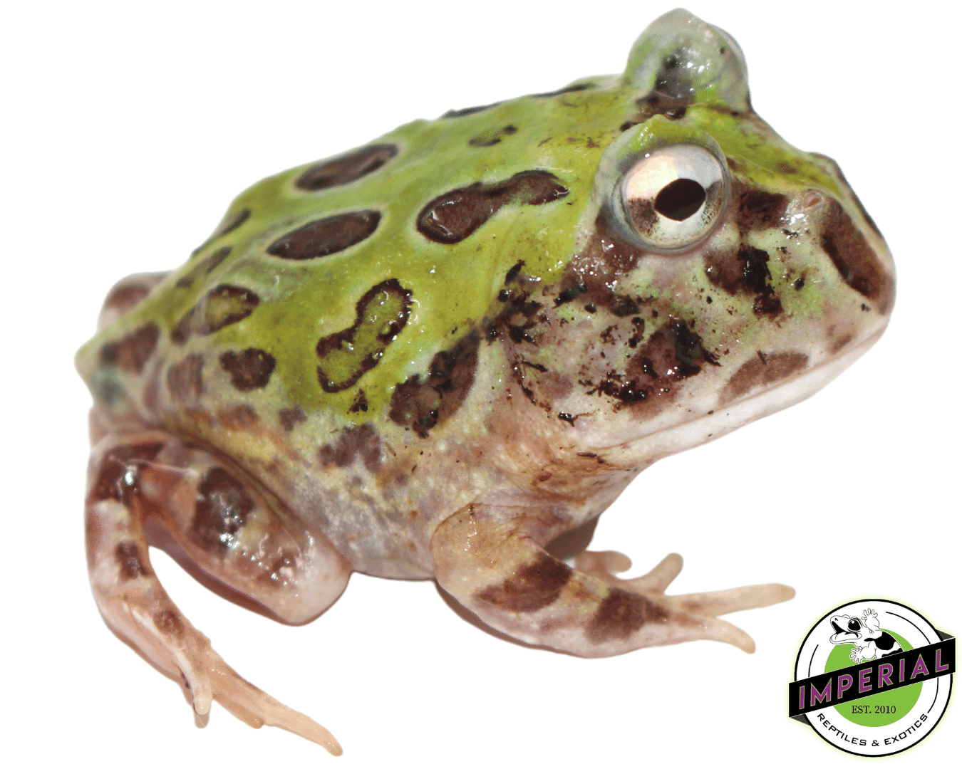 Mutant Pacman Frog