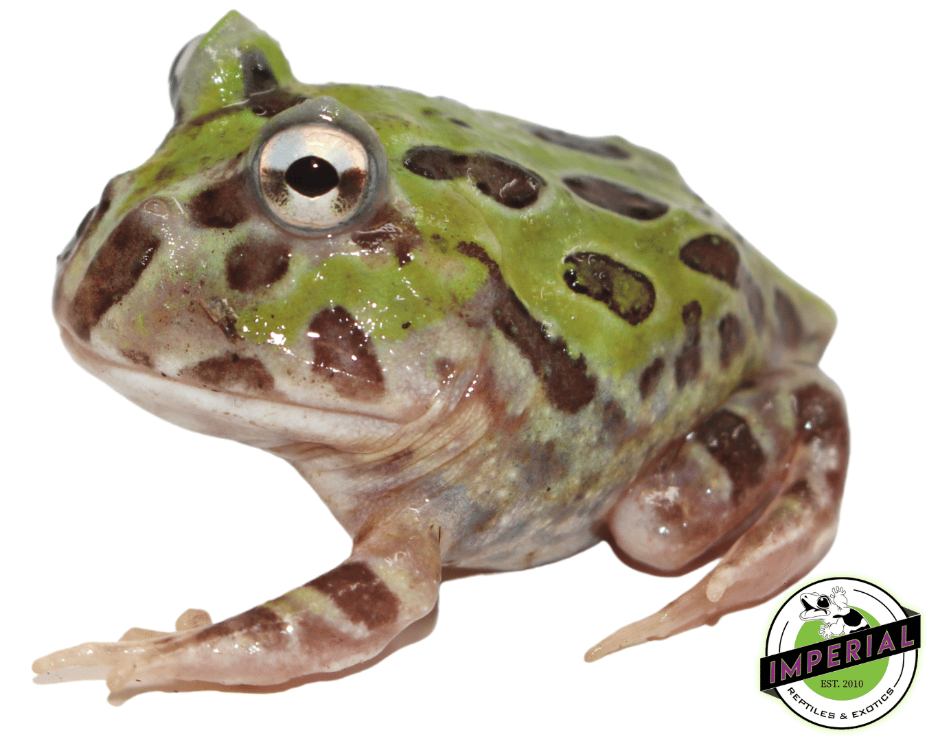 Mutant Pacman Frog — image 2