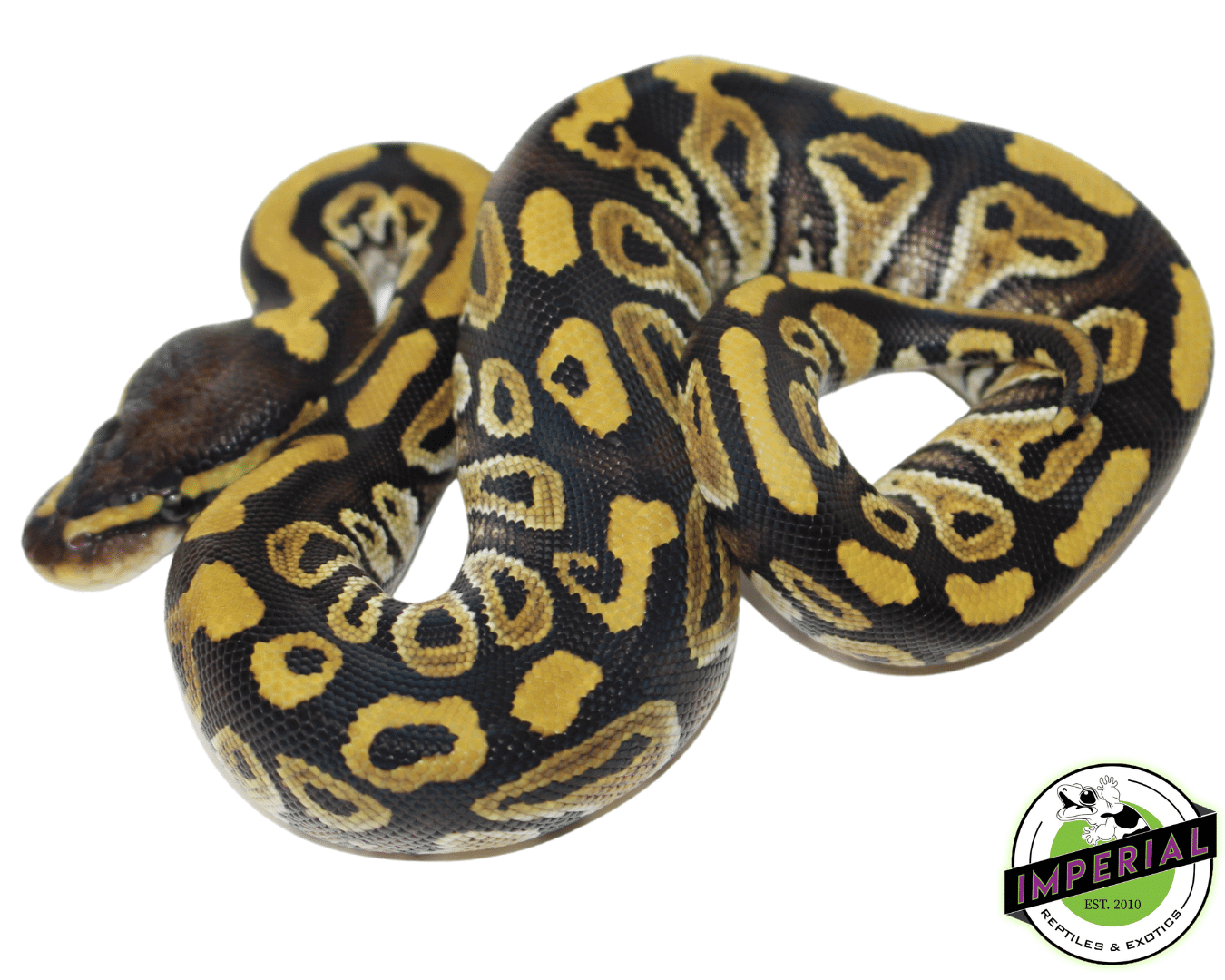 Mystic Ball Python Baby — image 2